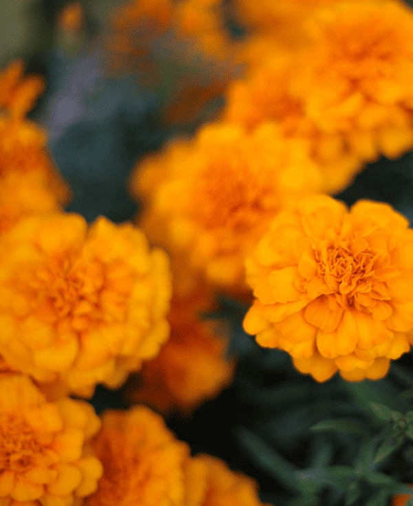 Leve visión borrosa