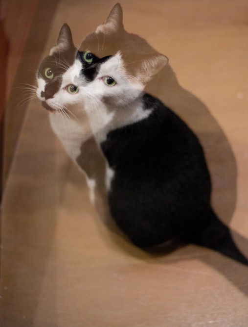 Doble visión en un ojo